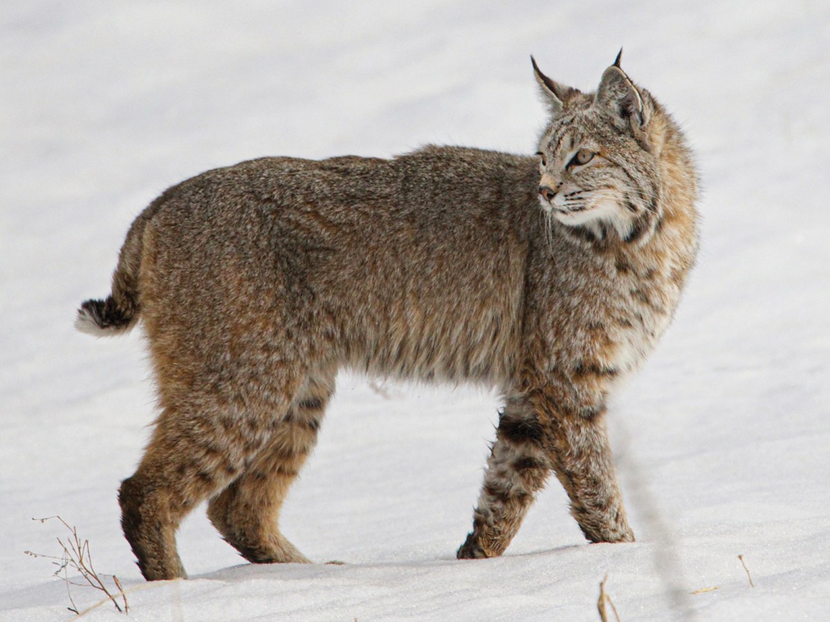 Illegally released lynx captured - NatureScot statement